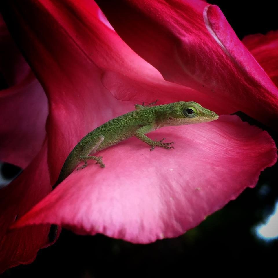 A gecko on a pink petal