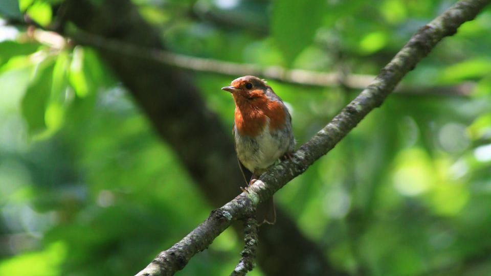 A small robin bird sitting on a tree branch 