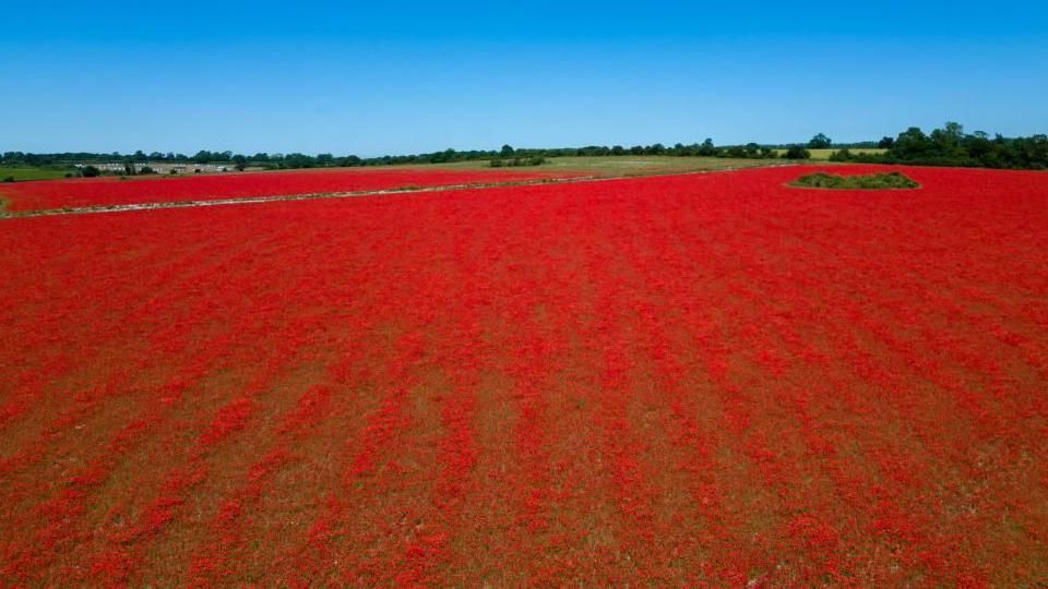 Field of poppies with a small patch of green foliage in a circle shape to the right, and green fields beyond under a bright blue sky. 