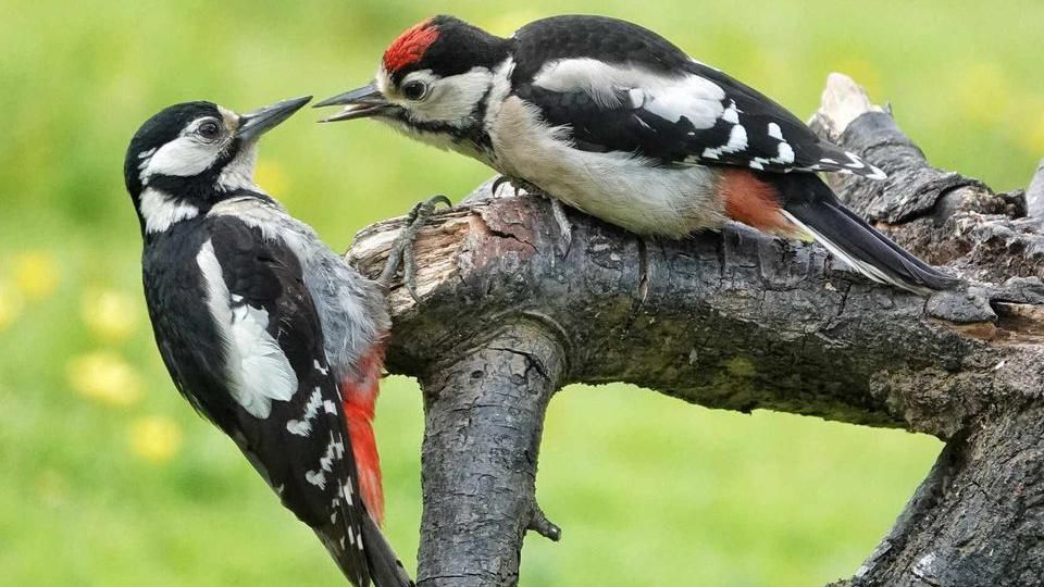 Two great spotted woodpeckers on a tree branch 