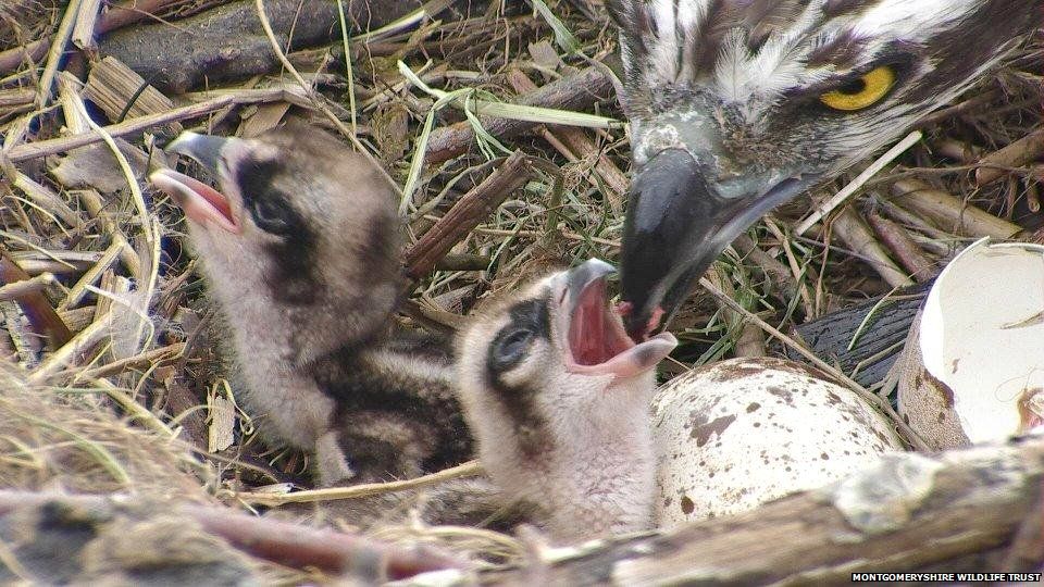 Dyfi ospreys' £1.4m observatory opens to the public - BBC News