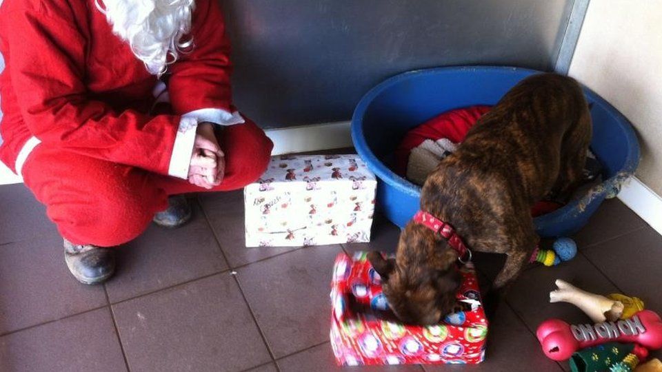 'Santa' delivering presents at Gables Farm, Plymouth