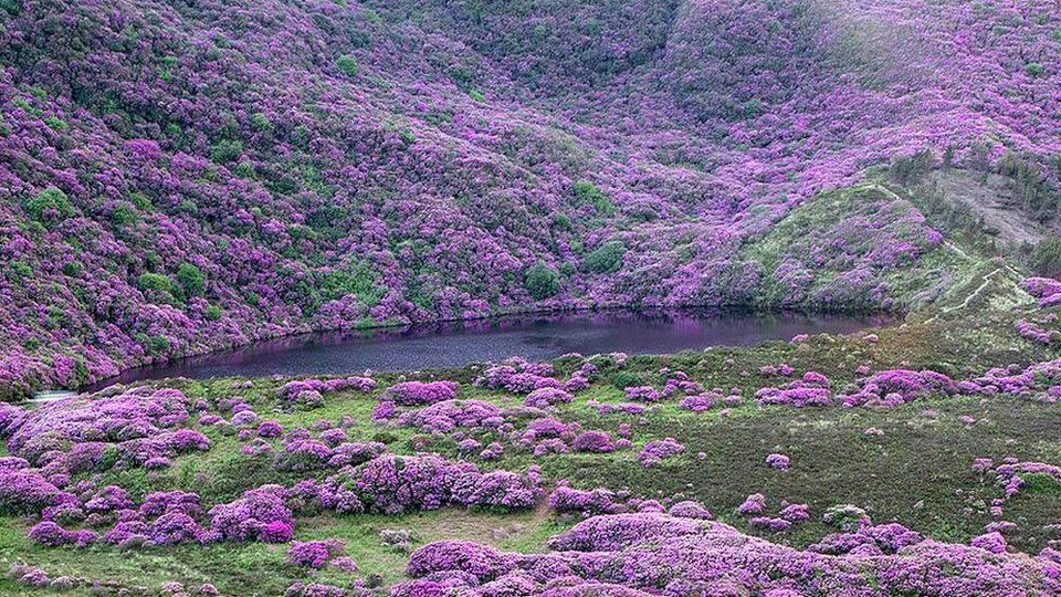 The thick rhododenron forest is on steep ground overlooking Bay Lough in the Knockmealdowns Mountains