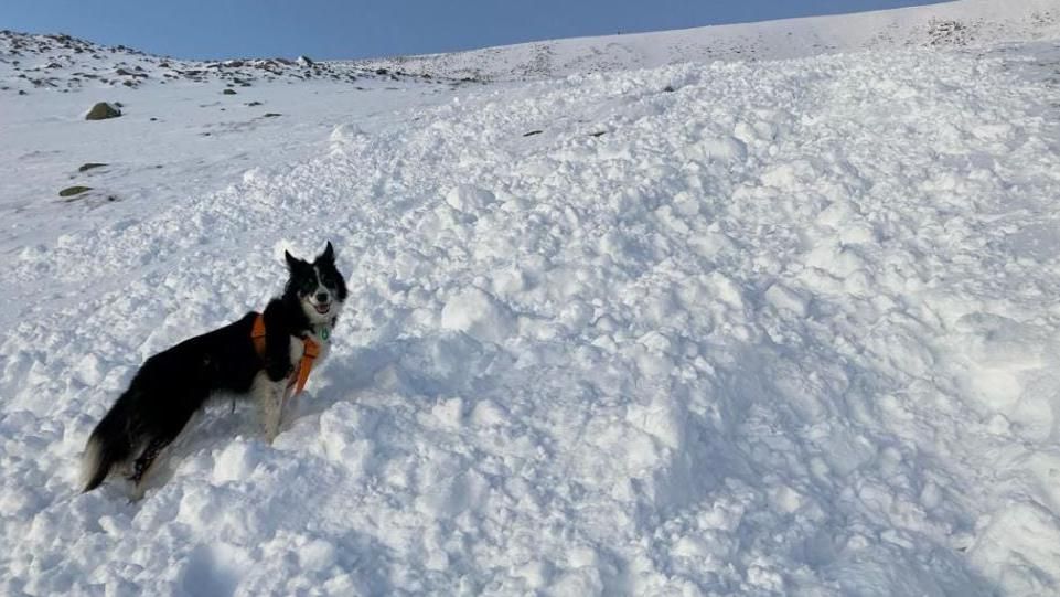 Search dog on avalanche debris