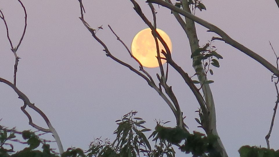 A moon behind tree branches 
