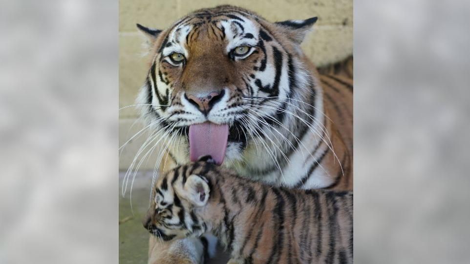 A tiger licking her cubs