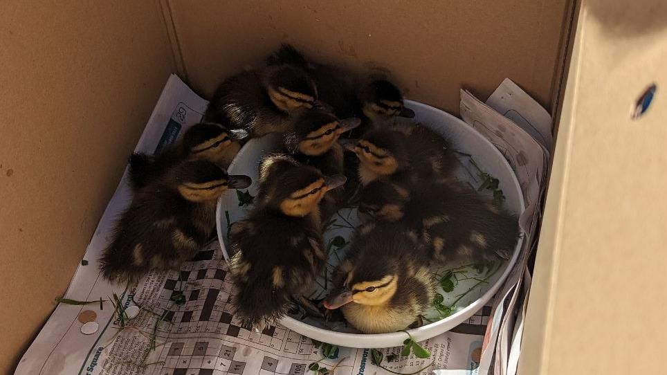 the rescued ducklings in a cardboard box