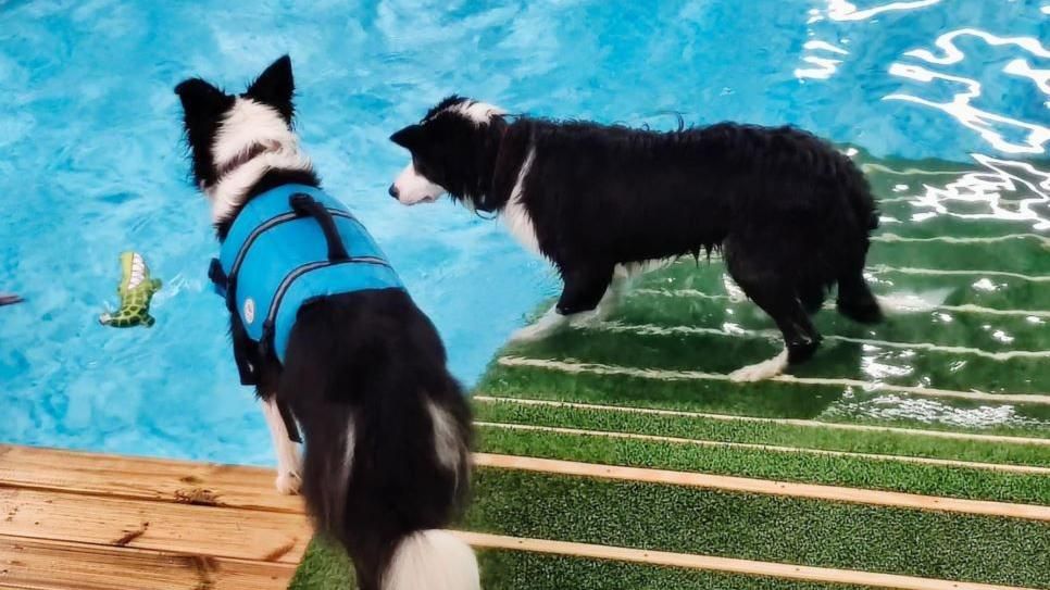 Two border collies at dog swimming pool 