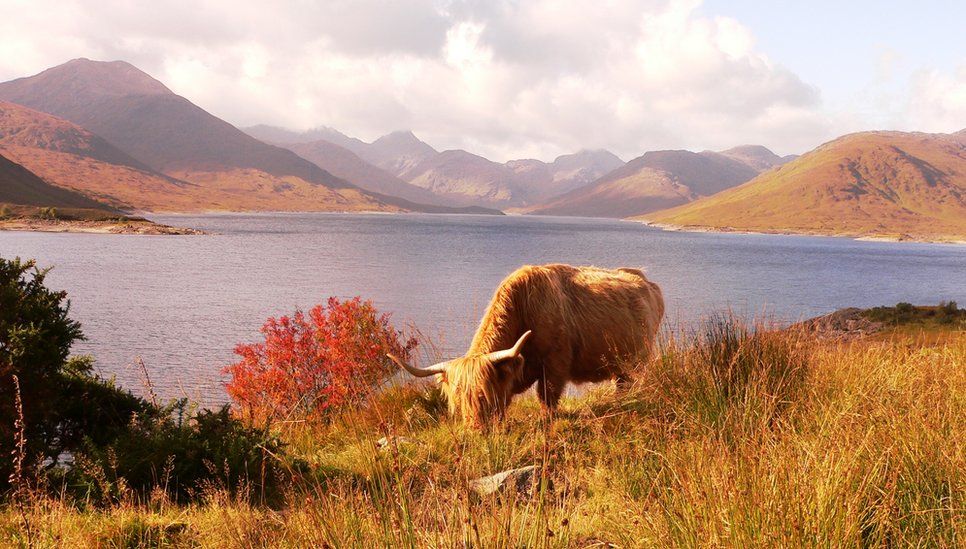 Cow grazing by Loch Quoich