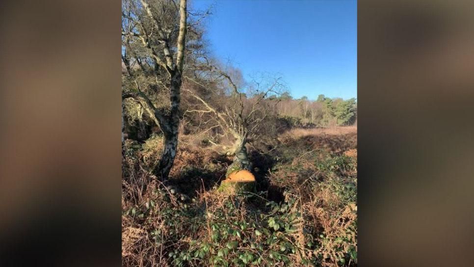 The fallen tree in the Ashdown Forest