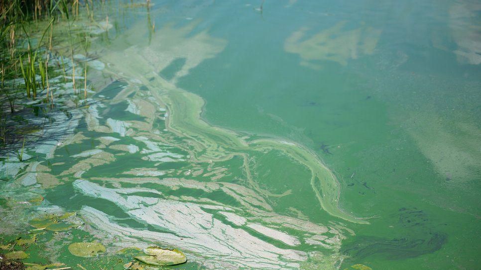 blue green algae on the surface water of lough neagh