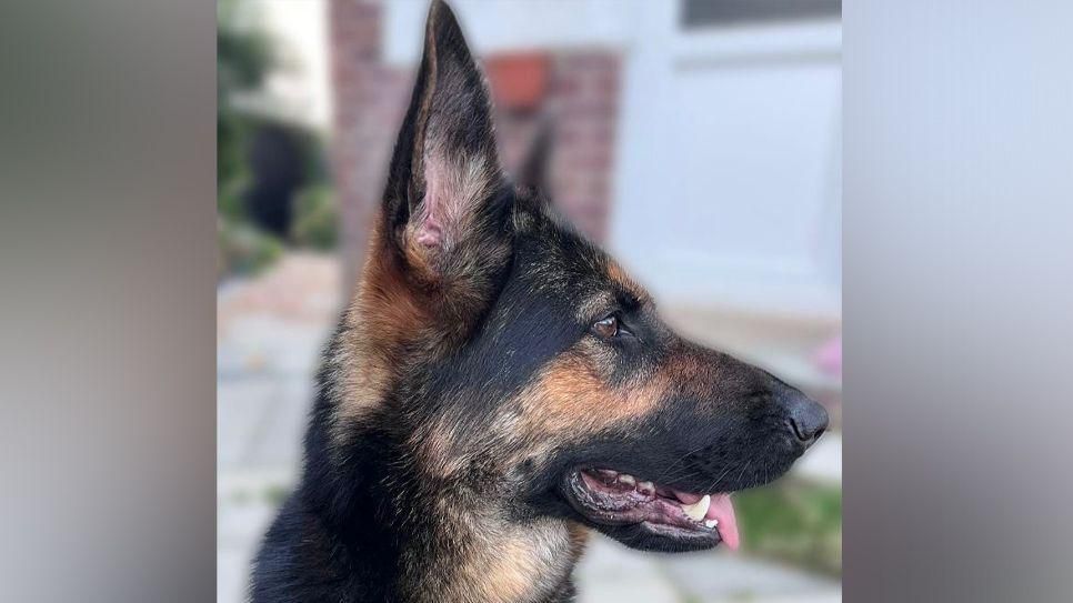 Side profile of police dog Zoe 