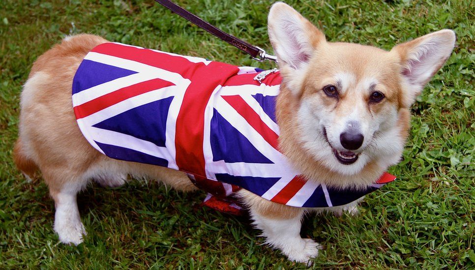 A dog in a Union flag coat