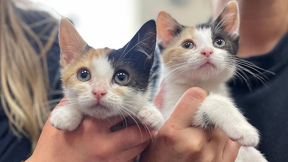 Two white, black and ginger kittens behind held in the hands of two volunteers