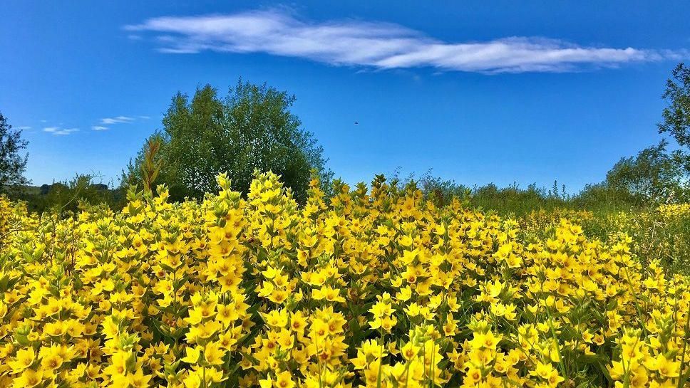 Dozens of yellow petals on flowers in a field in Leek Staffordshire, with green trees behind them and one cloud in a blue sky