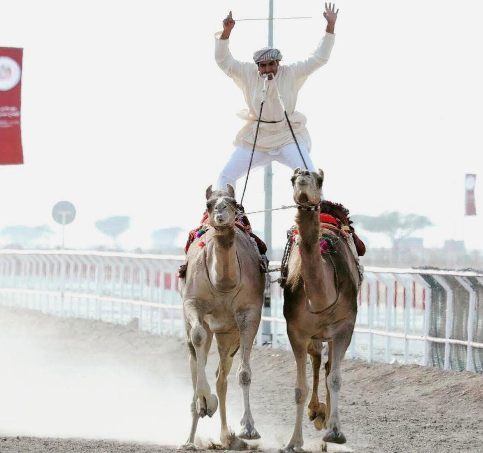Man standing on two racing camels