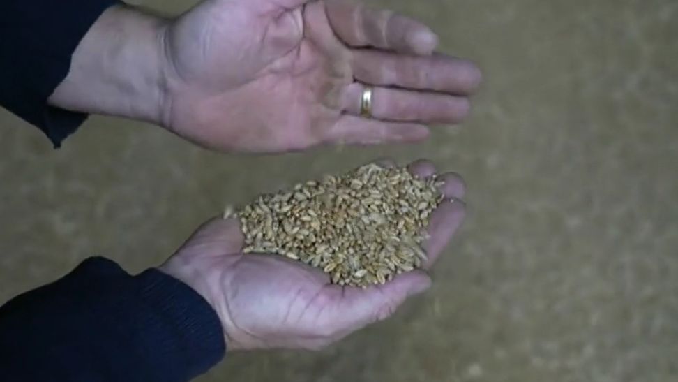 Two hands in focus, one holding a large number of wheat grains