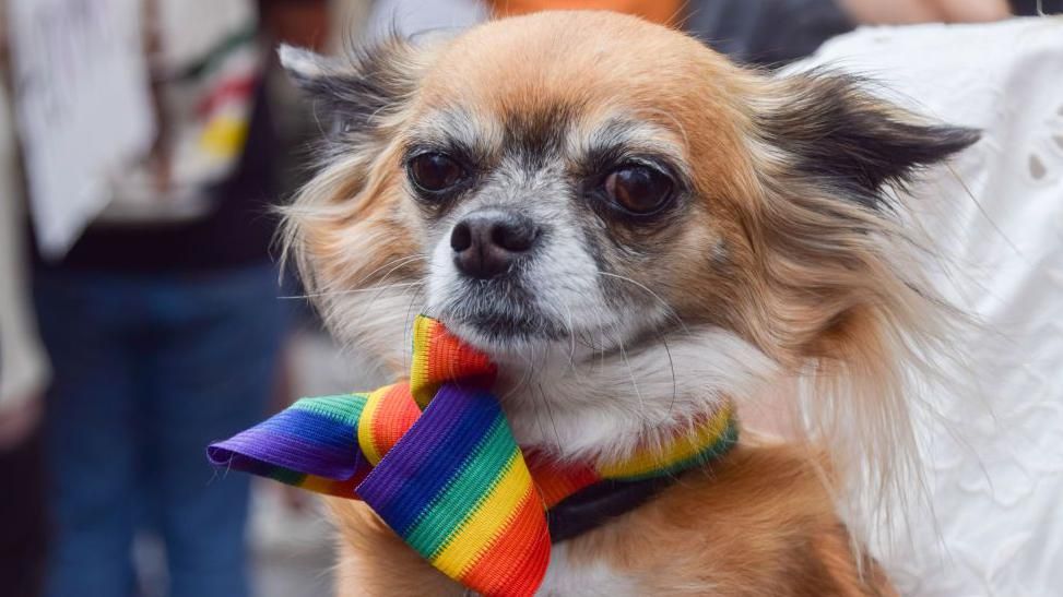 A dog with a rainbow bow tie on 