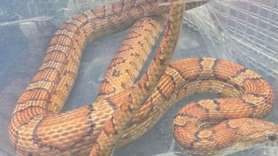 Orange and brown corn snake in a plastic tub after being rescued