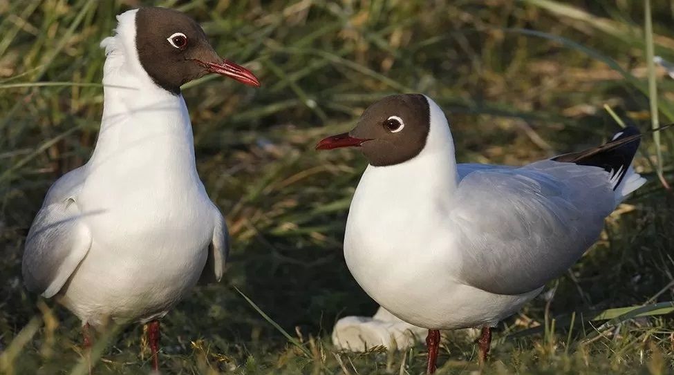 black-head gull