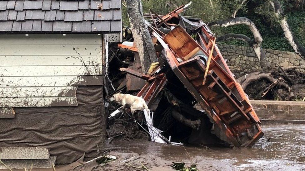 A search dog looks for victims in damaged homes after a mudslide in Montecito, California.