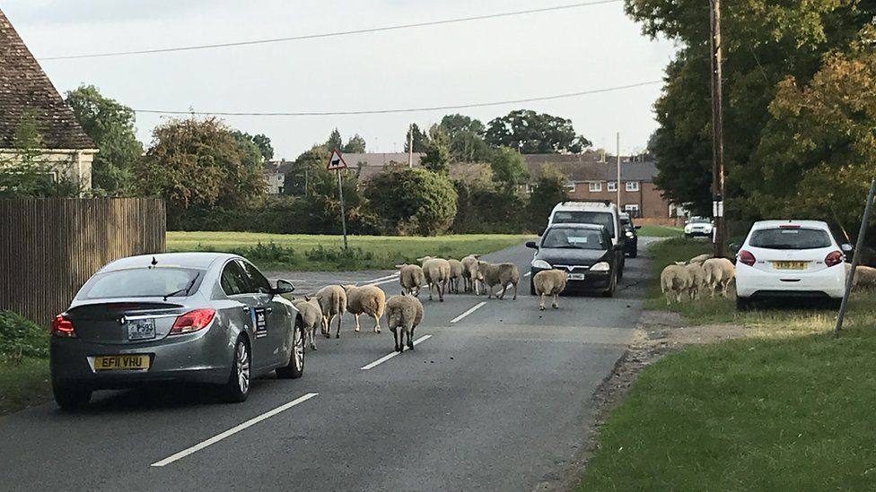 Sheep walking between cars on a road bordered by a green space