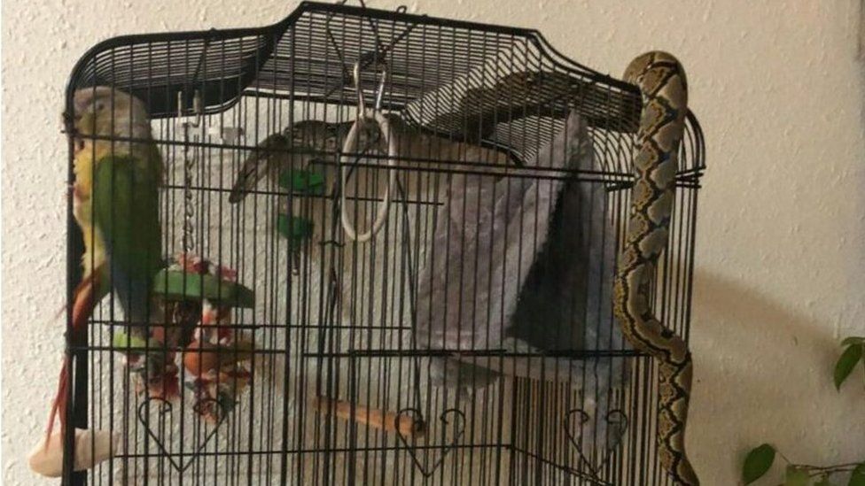 Picture of python wrapped around a bird cage in Singapore