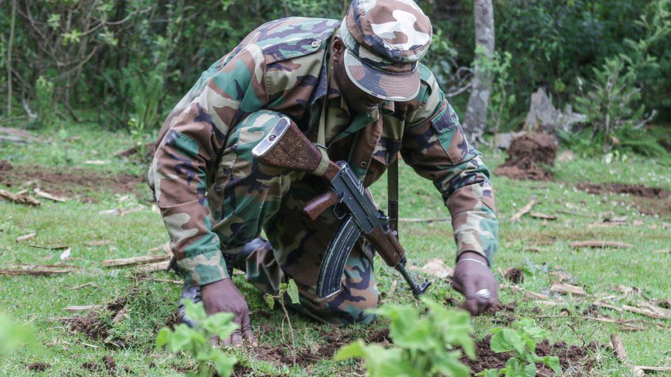 An armed Kenya forest service ranger plants tree seedlings in a deforested area of Mau Forest in 2021