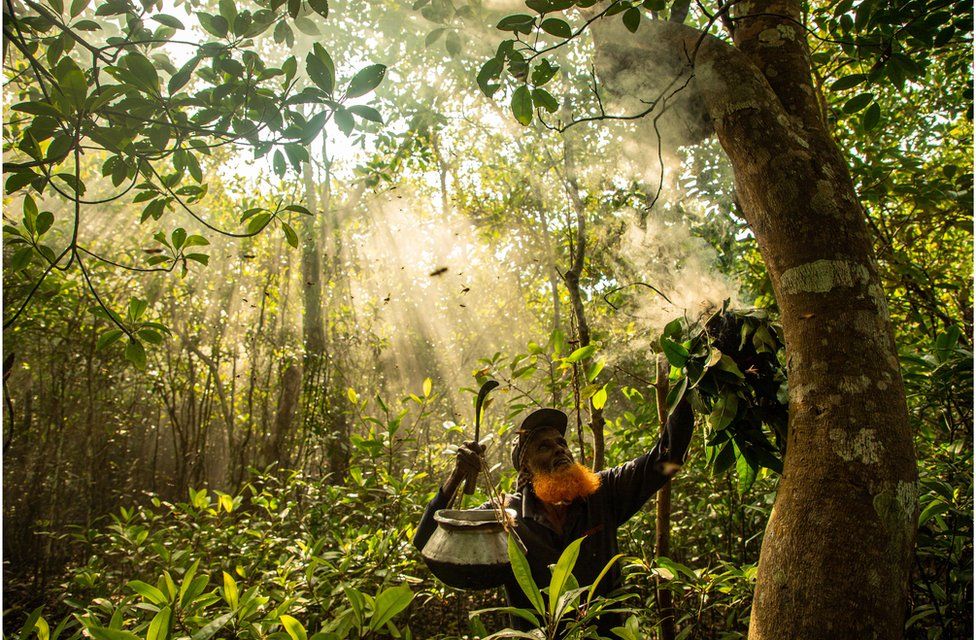Wild honey collector subdues giant honeybees with smoke, deep in the mangrove forest of Bangladesh