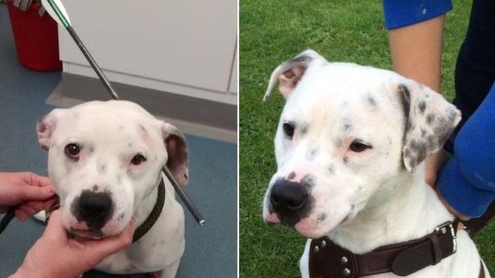 Ziggy the dog found with crossbow bolt in his skull