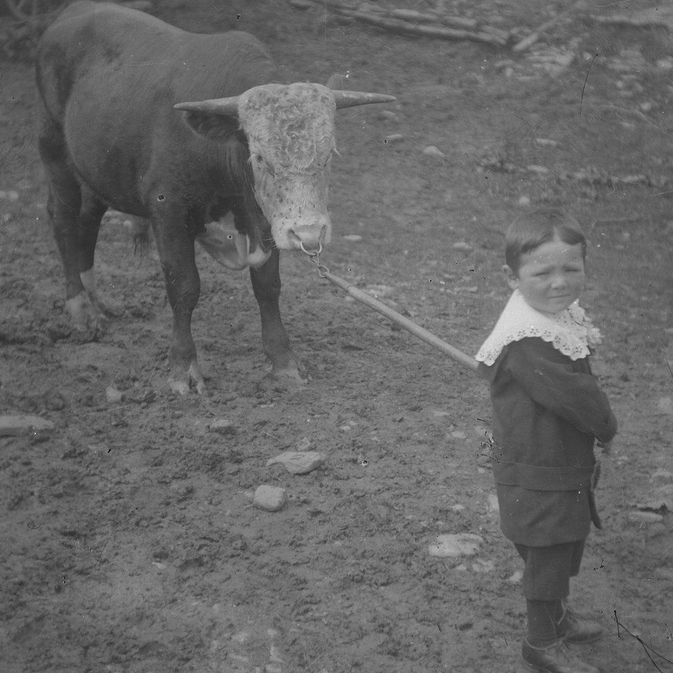 Little boy with a cow