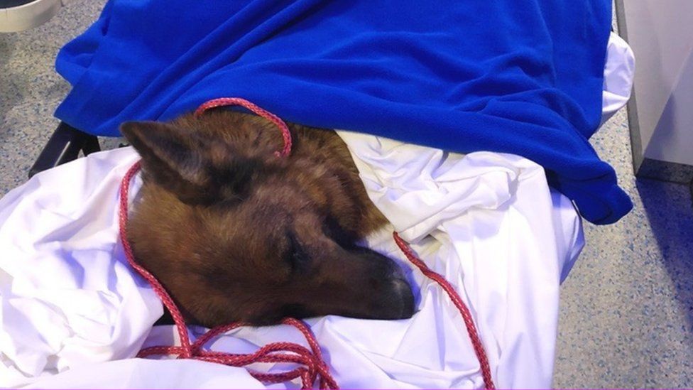 Rapunzel the dog lies on a hospital bed covered by a blue blanket.