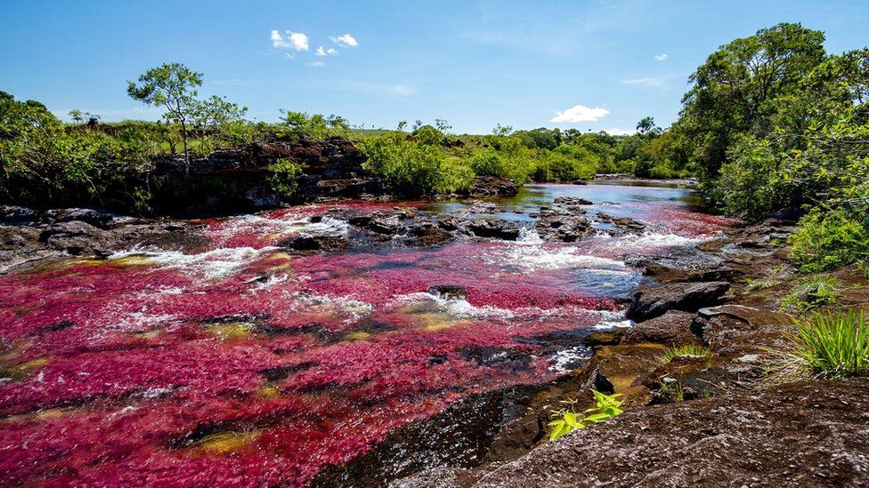 Caño Cristales river in Colombia
