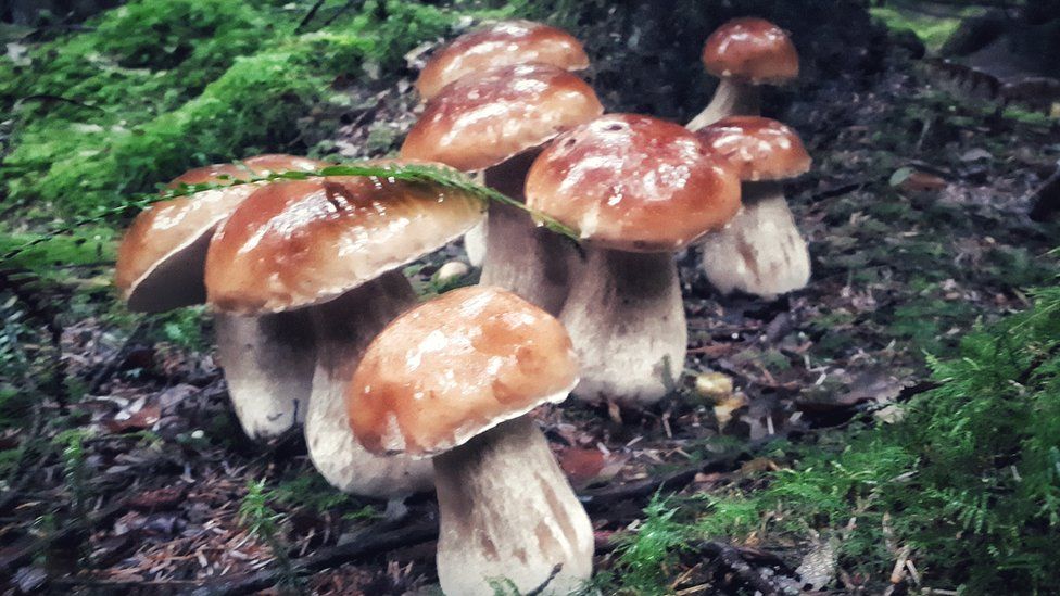 Porcini mushrooms growing at a secret location in south-east Wales