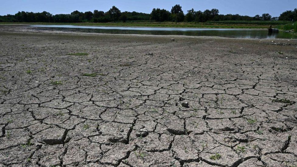 Dried out pond in Villars-les-Dombes, central eastern France, July 2019