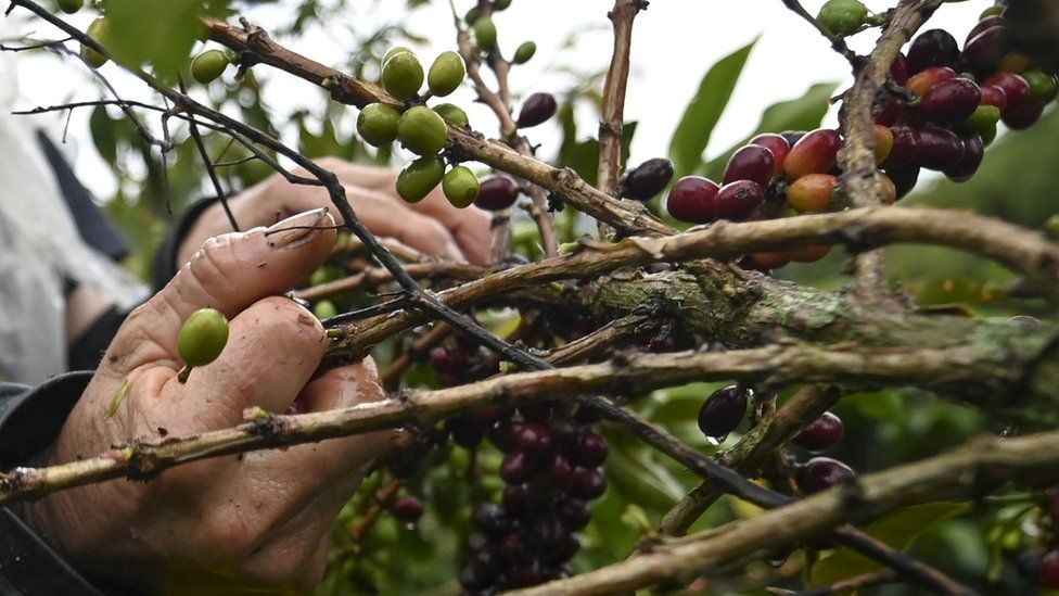 coffee picking in Colombia