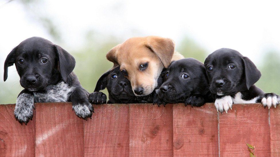 Pet shop puppy sale ban considered by ministers - BBC News