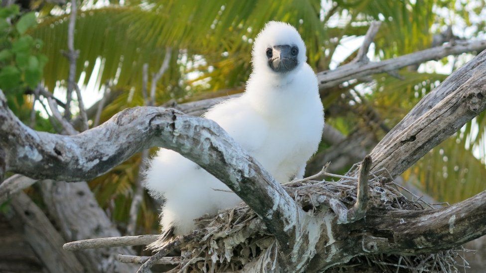 A booby chick on the nest, above a coral reef lagoon.