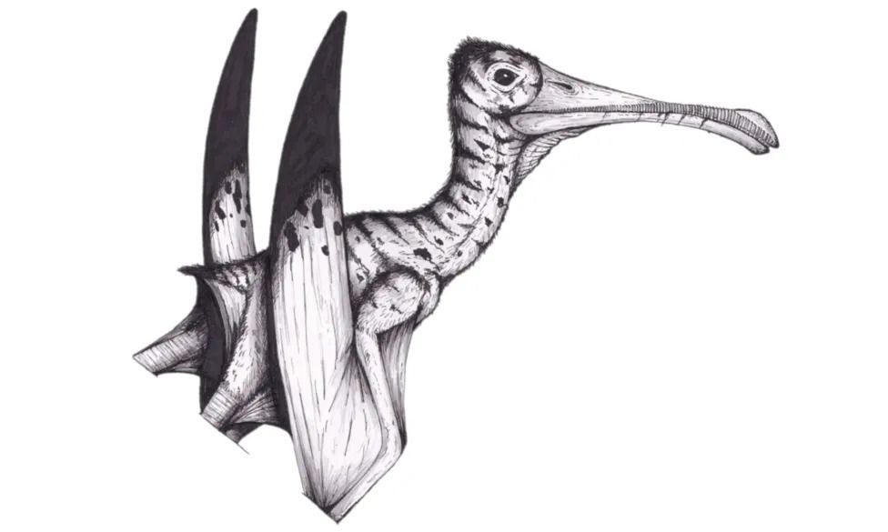 Illustration of pterosaurs from side-on