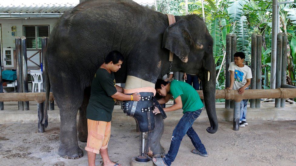 Mosha the Thai elephant maimed by mine gets prosthetic leg - BBC News