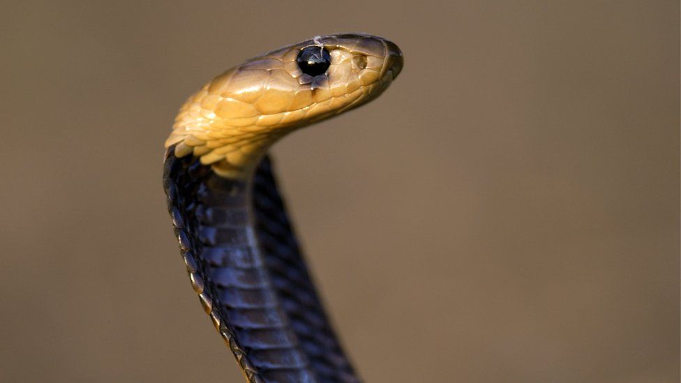 A very dangerous cobra snake, found in south-western Africa