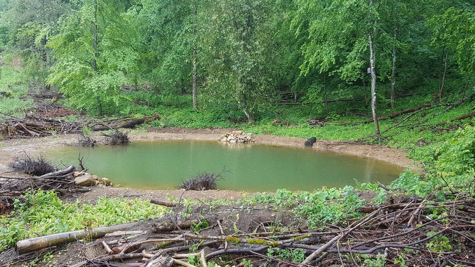 Ponds were dug to create new habitats for the amphibians to live in