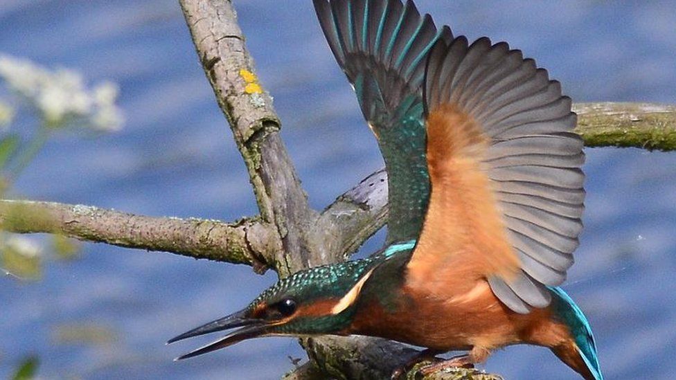 A kingfisher in flight