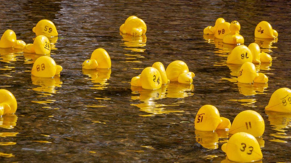 Rubber ducks floating down a river