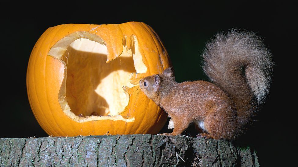 Kinnoul red squirrel