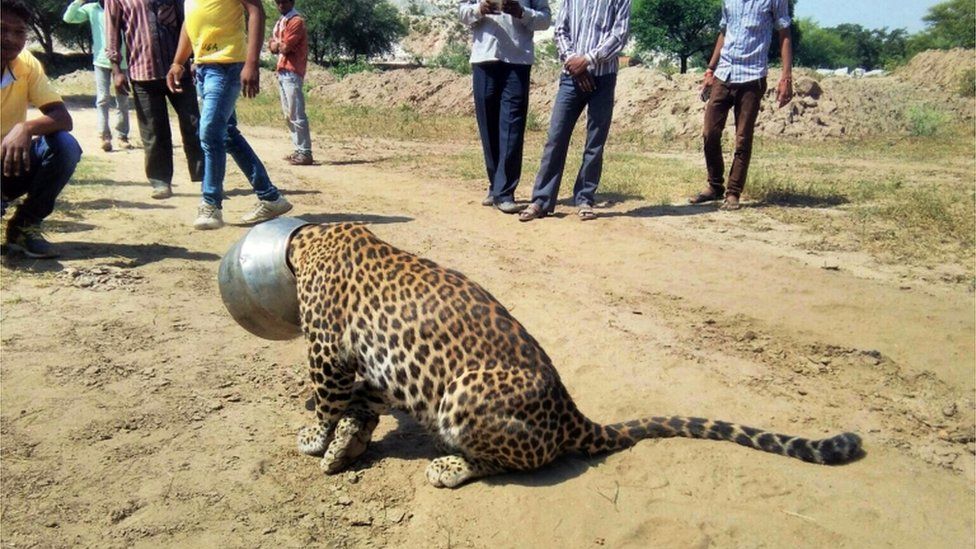 The leopard sits in the village with the pot stuck on its head as locals look on