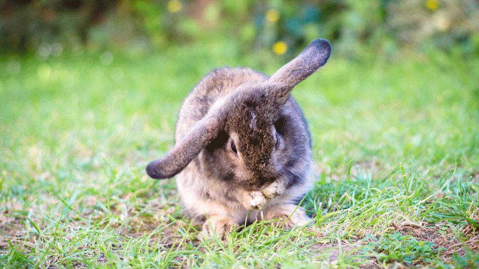MSPs consider greater protection for pet rabbits BBC News