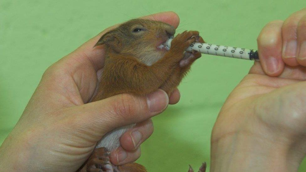 Baby Red Squirrels Rescued After Nest Blown c News