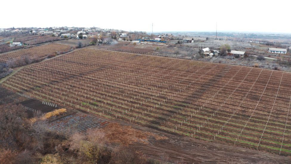 A vineyard in Moldova