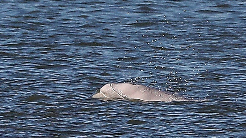 Beluga whale in the Thames